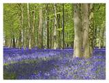 Bluebell wood in dappled sunshine Art