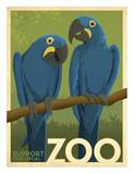 Zoo Maccaw Posters por Anderson Design Group