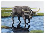 Wild Asiatic Buffalo Print by Keith Freeman