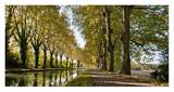 Trees growing by river in park Affiches par Howard Kingsnorth