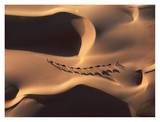 Camel Caravan Crossing Desert Dunes Affiches par Yann Arthus-Bertrand