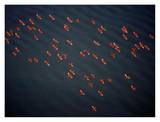 Red Ibises Over Amacuro Delta, Venezuela Posters par Yann Arthus-Bertrand