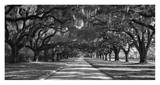 Live Oaks Along Road Prints by William Manning