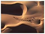 Camel Caravan Crossing Desert Dunes Plakater af Yann Arthus-Bertrand Camel Caravan Crossing Desert Dunes Plakater af Yann Arthus-Bertrand
