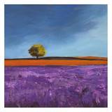 Field of Lavender Posters by Philip Bloom