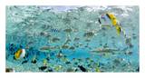 Blacktip Sharks and Tropical Fish in Bora-Bora Lagoon Posters by Michele Westmorland