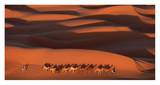 Camels Crossing Amber Dunes, Mauritania Posters by Yann Arthus-Bertrand