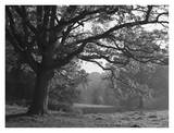 Autumnal Scene at Ashton Court Park Prints by Mark Bolton