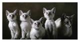 Balinese Cat and Kittens Posters by Yann Arthus-Bertrand