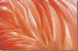 Danza de la Pluma Stretched Canvas Print by Xavier Ortega