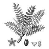 Biblical Frankincense Plant Giclee Print