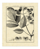 Vintage Botanical Study V Poster by Charles Francois Sellier