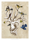 The Ornithologist's Dream II Prints by Naomi McCavitt