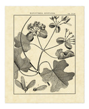 Vintage Botanical Study II Kunstdrucke von Charles Francois Sellier