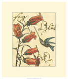 Hummingbird Reverie II Prints