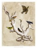 The Ornithologist's Dream III Print by Naomi McCavitt
