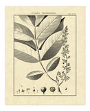 Vintage Botanical Study VI Prints by Charles Francois Sellier