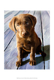 Chocolate Lab Gus Posters by Robert Mcclintock