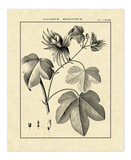 Vintage Botanical Study IV Prints by Charles Francois Sellier