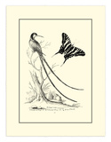 Long Tailed Hummingbird, c.1742 Poster by George Edwards