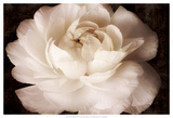 Elegant Ranunculus II Print by Christine Zalewski