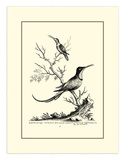 Greater and Lesser Hummingbird, c.1742 Art par George Edwards