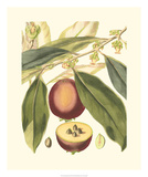 Fantastical Botanical III Poster