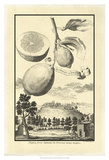 Crackled Cucumber Lemon Kunstdrucke von Johann Christof Volckamer