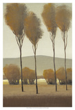 Tall Birches I Prints by Tim O'toole