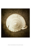 Cochlear I Prints by Ryan Hartson-Weddle