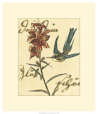 Hummingbird Reverie IV Prints
