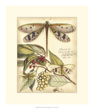 Whimsical Dragonflies I Plakater