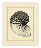 Vintage Shell I Posters