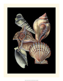 Treasures of the Sea I Prints by Pierre-Joseph Redouté