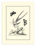 Longtailed Hummingbird , c.1742 Prints by George Edwards