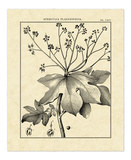 Vintage Botanical Study I Kunstdrucke von Charles Francois Sellier