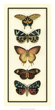 Butterfly Collector V Prints by Chariklia Zarris