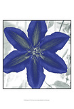 Indigo Star IV Posters by Sharon Chandler