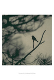 Caligraphy Bird I Posters by Elena Ray