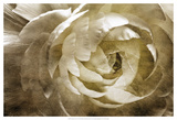 Elegant Peony III Prints by Christine Zalewski