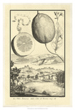 Cracked Lemon of Cedrato Kunstdrucke von Johann Christof Volckamer