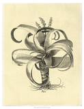 Crackled Besler Aloe Print by Basilius Besler