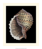 Treasures of the Sea IV Posters by Pierre-Joseph Redouté