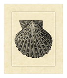 Vintage Shell II Prints