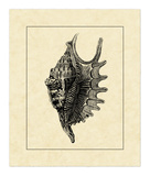 Vintage Shell III Poster