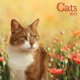 Cats - 2013 Wall Calendar Calendars