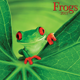 Frogs - 2013 Wall Calendar Calendars