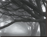Cyprès, Skyline Drive, San Francisco Sud, 1996 Reproduction transférée sur toile par Mark Citret