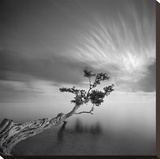 Water Tree, c.2006 Reproduction transférée sur toile par Moises Levy
