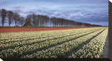 Netherlands I Reproduction transférée sur toile par Maciej Duczynski